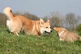 CORGI PEMBROKE 1292